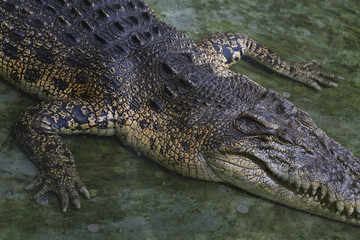 Scary crocodile.