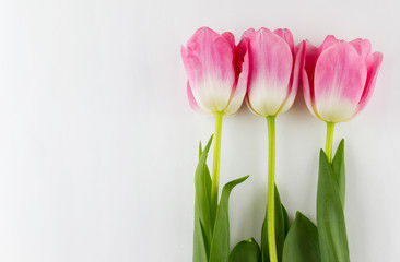 Women's Day concept. Pink tulips on white background