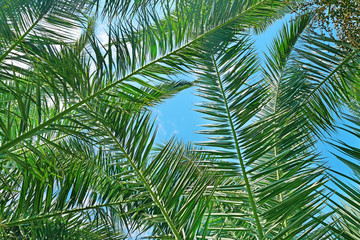Fototapeta premium Branches of a coconut tree on background sky.