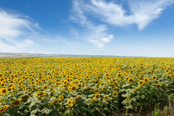 Fototapeta premium Blooming sunflower plantation and blue sky