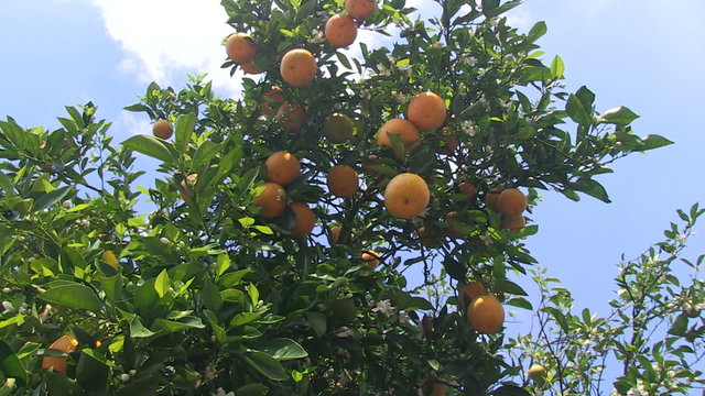 Oranges on a tree