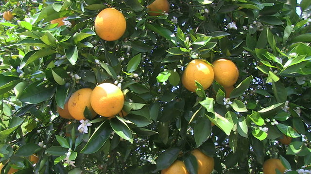 Oranges on a tree