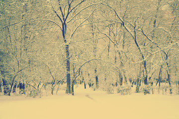frozen woods, instagram retro style