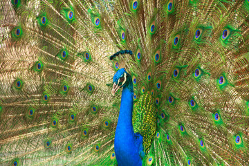 Naklejka premium Peacock - Stock Image