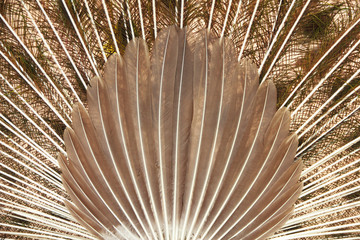feathers of a peacock - Stock Image