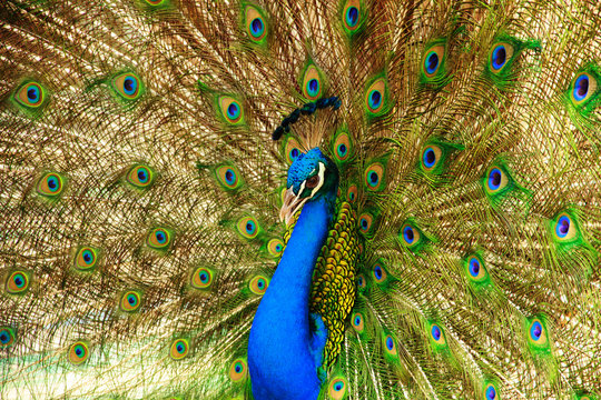 Peacock - Stock Image