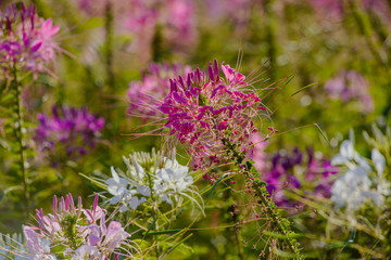 spider flower is  beautiful