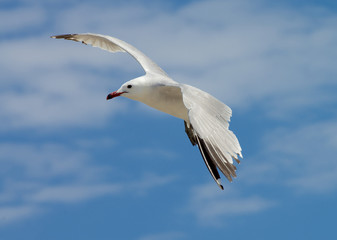 Fototapeta premium Seagull in Flight