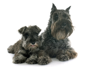 two Miniature Schnauzer