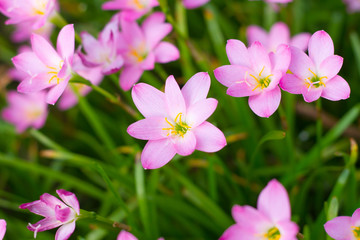 Pink Zephyranthes Lily