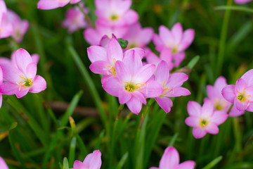 Fototapeta premium Pink Zephyranthes Lily, Zephyranthes Lily