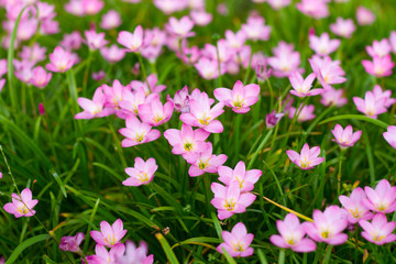 Obraz na płótnie Canvas Pink Zephyranthes Lily,Zephyranthes Lily