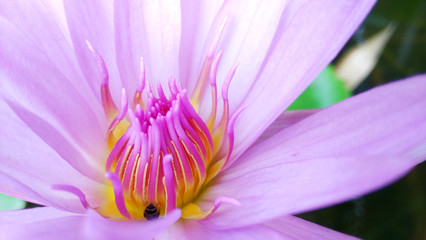 Pink lotus, fresh color