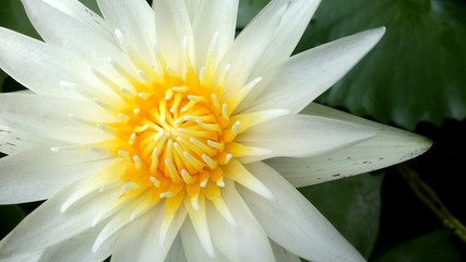 Closeup yellow lotus flower beautiful lotus