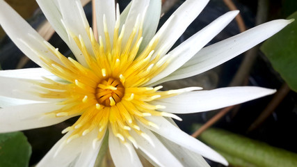 Close up of White and Purple Waterlily
