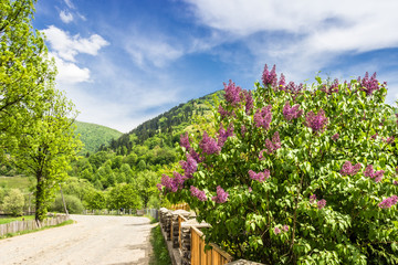 Fototapeta na wymiar Carpathians. Road in mountains