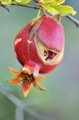 Pomegranate