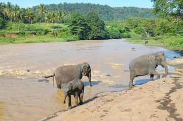 Fototapeta na wymiar herds of elephants bathing in the river