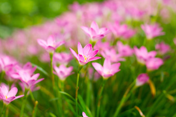 Pink Zephyranthes Lily