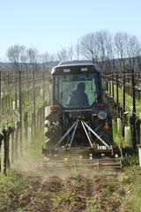 Fototapeta premium aratura della vigna
