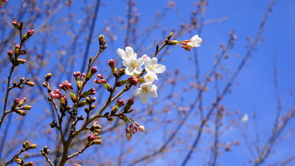 When a flower of a cherry tree blooms.