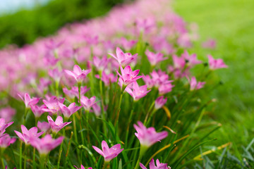 Obraz premium Pink Zephyranthes Lily