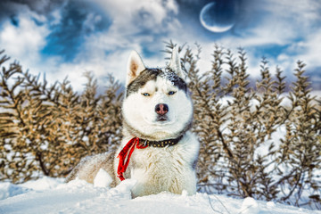 Siberian Husky in winter mountains