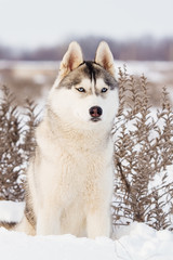 Siberian Husky in winter mountains