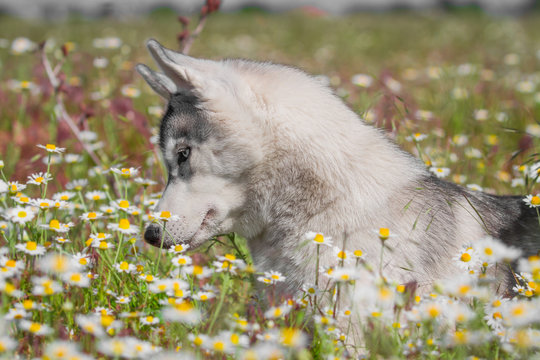 Siberian Husky. Dog Smelling Flowers