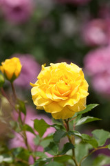 バラ　ゴールデン・フラッシュ