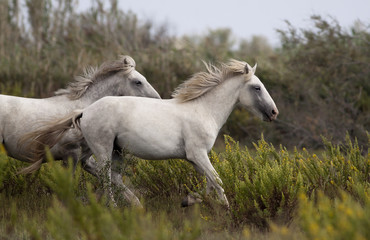 Beautiful horses running