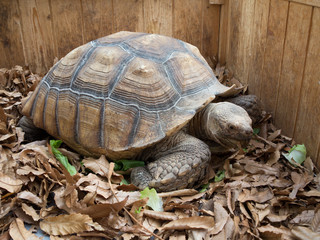 ケヅメリクガメ