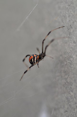 Red Back Spider