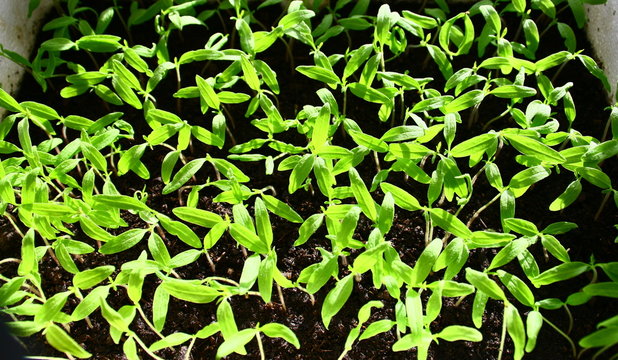semis de tomates dans du terreau