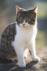 Cute cat posing outdoor