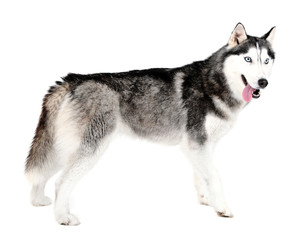 Beautiful cute husky, isolated on white