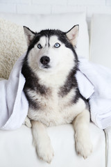 Beautiful cute husky with towel lying on sofa in white room