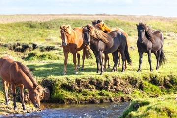 Obraz premium Horses in a green field of Iceland