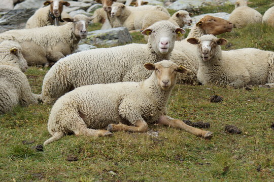 mouton