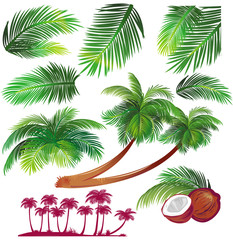 Naklejka premium Tropical palms leaf