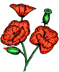 poppy flowers