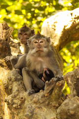 female with young Rhesus monkey , Lombok, Indonesia