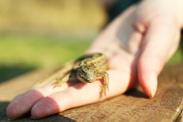 Lizard in female hand, closeup