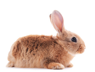 Little rabbit isolated on white