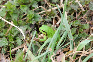 Ein Europäischer Laubfrosch (Hyla arborea) tarnt sich im Gras
