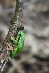 Europäischer Laubfrosch (Hyla arborea) auf einem Ast