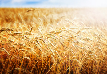 Golden wheat field and sun