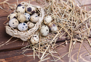 Obraz premium quail eggs
