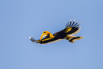 Full wings flying Great hornbill (Buceros bicornis) © kajornyot
