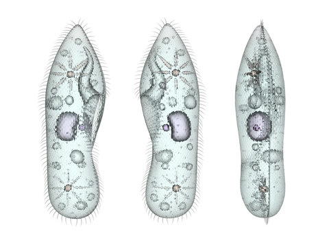 Paramecium protozoa set isolated on white